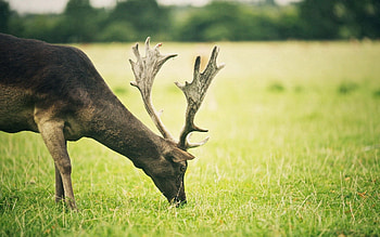 Animals, Food, Grass, Stroll, Deer HD wallpaper