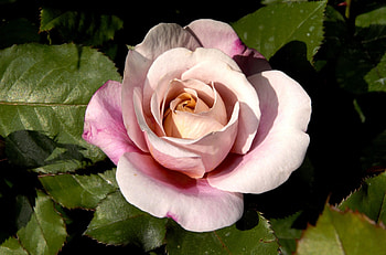 Flowers, Leaves, Flower, Rose Flower, Rose, Petals, Bud HD wallpaper