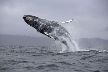 Animals, Sea, Ocean, Spray, Bounce, Jump, Whale HD wallpaper
