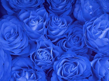 blue roses, nature, roses HD wallpaper