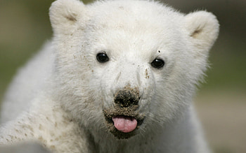 Animal , Arctic creatures, Cute polar cubs, Festive season HD wallpaper