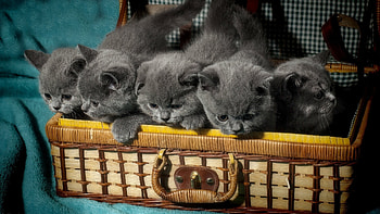 Basket of kittens, British Shorthair HD wallpaper
