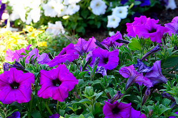 Beautiful Spring, spring flowers, pretty flowers, beautiful flowers HD wallpaper