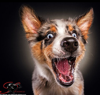 :D, face, dog, funny, vieler, caine HD wallpaper