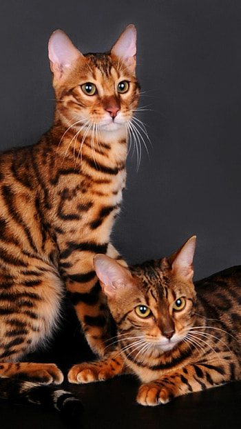 Bengal cats, Domestic cat, Cat breeds, Bengal cat HD phone wallpaper