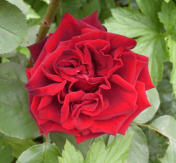 Sweet Red, for a very special, someone HD wallpaper