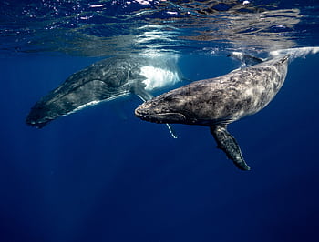Two humpback whales swimming gracefully in the clear waters of Tonga. HD wallpaper