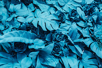 Flowers, Roses, Leaves, Paint HD wallpaper
