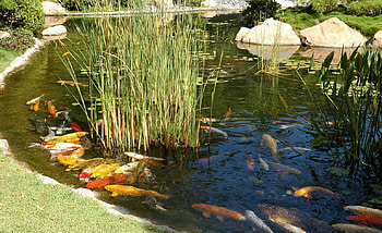 Feeding Time, carp, reeds, fish, koi, water, stones, pond HD wallpaper