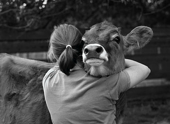 this is love, country, cows, animals, love HD wallpaper