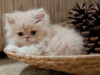 Animals, Cones, Fluffy, Kitty, Kitten, Basket HD wallpaper