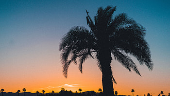 Nature, Sunset, Sky, Leaves, Palm, Branches, Tropics HD wallpaper