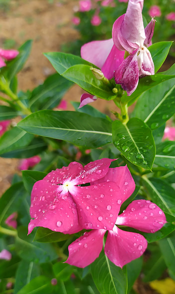 Jardin, gotas, flor HD phone wallpaper