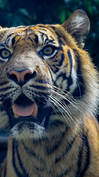 Sumatran tiger beauty, Amazing eyes and fur, , Unique and captivating HD phone wallpaper