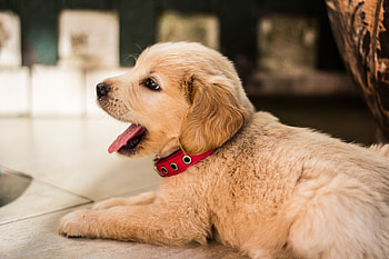 Animals, Golden Retriever, Collar, Puppy Lies HD wallpaper