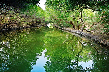 Green Mangrove Tunnel, river, tunnel, creek, shade, green, mangrove HD wallpaper