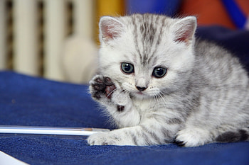 Animals, Kitty, Kitten, Striped, Grey HD wallpaper