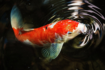 Koi , backgrounds, Serene beauty, Graceful creatures HD wallpaper