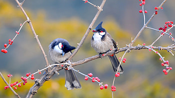 Blue Jays on the Branch, blue, animal, branch, birds, jays, trees HD wallpaper