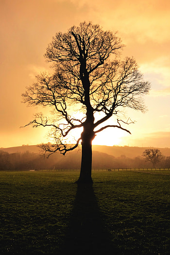 Nature, Sunset, Twilight, Wood, Tree, Dusk, Sunlight HD phone wallpaper