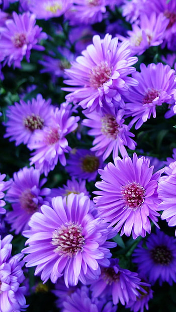 nature, flower HD phone wallpaper