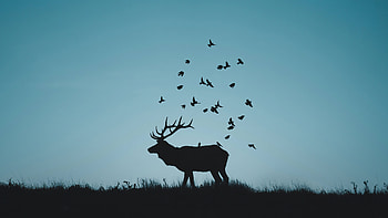 Reindeer Minimal Silhouette, reindeer, minimalism, minimalist, silhouette, artist, artwork, digital-art HD wallpaper