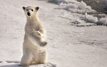 Animals, Ice, Snow, Polar Bear, Polar, On Two Legs, On Two Paws HD wallpaper