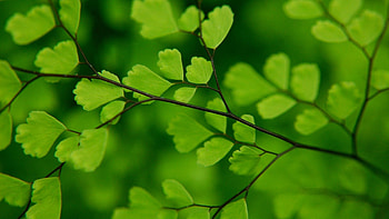 Ginkgo Biloba, Delicate leaves, Serene background, Nature's wonder HD wallpaper