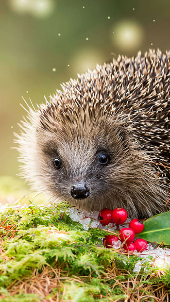 Winter wonderland, Snow-covered hedgehog, Animal in snow, Tranquil snowy scene HD phone wallpaper