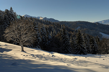 Winter, landscape, popular, cold, sesons, beauty, background, snow, trees, nature, sky, mountains, forest, ice HD wallpaper
