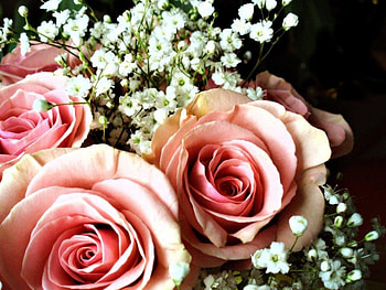Roses, pink, nature, flower HD wallpaper