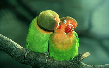 Parrots, Animals, Couple, Pair, Care, Tenderness HD wallpaper