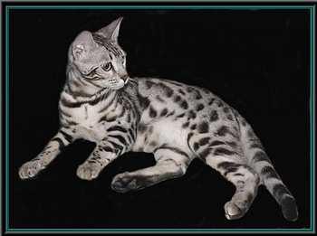 Cat frame, cats, animals HD wallpaper