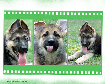 Three German Shepherd Puppies, blue, aspca, german shepherd puppies, dogs, helping dogs, guide dogs, puppies, cute animals, german shepherds, animals, wolves, puppies laying down, grass, clouds, nature, sky, cute puppies HD wallpaper