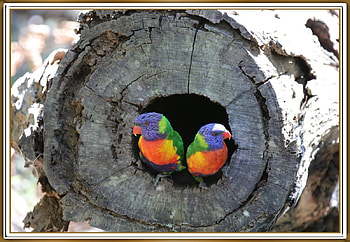FRAMED BIRDS, BIRDS, NATURE, , FRAMED HD wallpaper