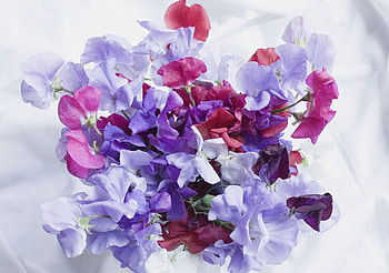 Flowers, Multicolored, Motley, Bouquet, Sweet Pea HD wallpaper