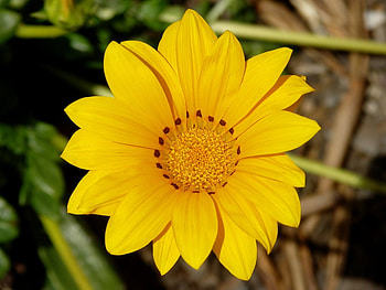 Gazania rigens, nature, yellow, flower HD wallpaper