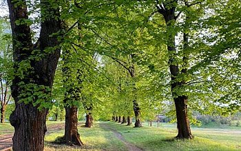 Avenue in Latvia, trees, Latvia, alley, avenue HD wallpaper