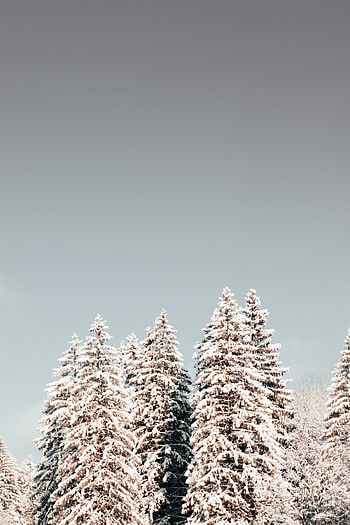 Winter, Nature, Trees, Pine, Snow HD phone wallpaper