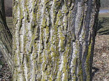 Eastern cottonwood, Purdue Fort Wayne, Tree characteristics, Identifying features HD wallpaper