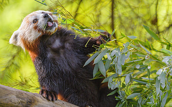 Red Panda, animal, bear, panda, red HD wallpaper