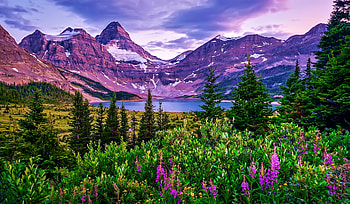 Tree, Lake, , Flower, Forest, Mountain, Lakes HD wallpaper