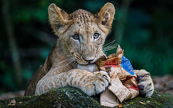 Lion Cub, animal, cat, cub, lion HD wallpaper
