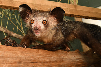 In pursuit of Aye Ayes, Long-lasting fascination, Madagascar's mysterious lemurs, Ecological exploration HD wallpaper