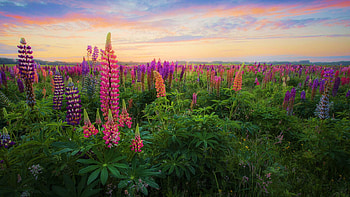 Colourful sunset in the Netherlands, flowers, blossoms, lupins, clouds, landscape, sky HD wallpaper