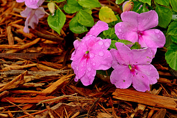 Petunia Raindrop, summer rain, raindrop, purple petunia, petunia HD wallpaper