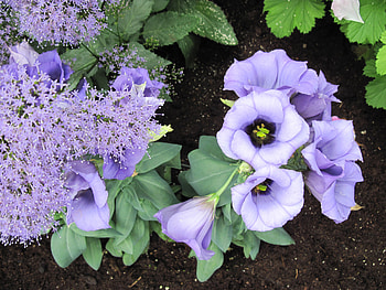 Flowers on a walking day 76, graphy, green, Flowers, garden, Purple HD wallpaper