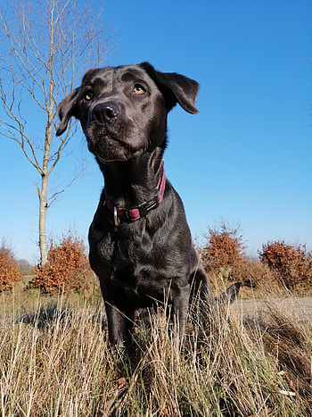 LabradorHund, Hund, Himmel, Labrador HD phone wallpaper