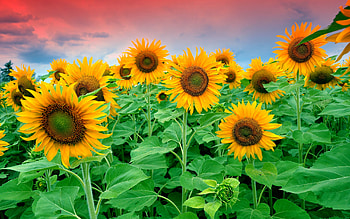 Sunflowers field, sunflowers, field, clouds, beautiful, flowers, sky HD wallpaper