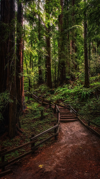 Forest, Green Nature HD phone wallpaper